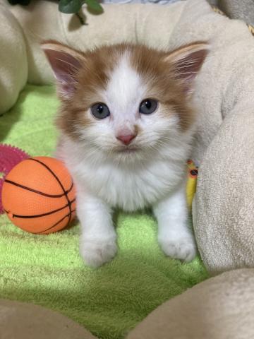 ノルウェージャンフォレストキャット