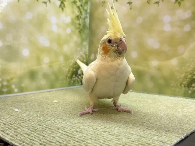 オカメインコ ルチノー