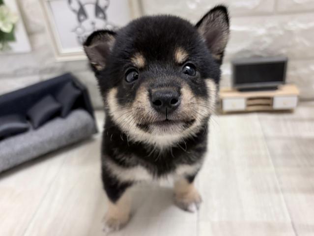 柴犬☆*ﾟ豆柴*☆