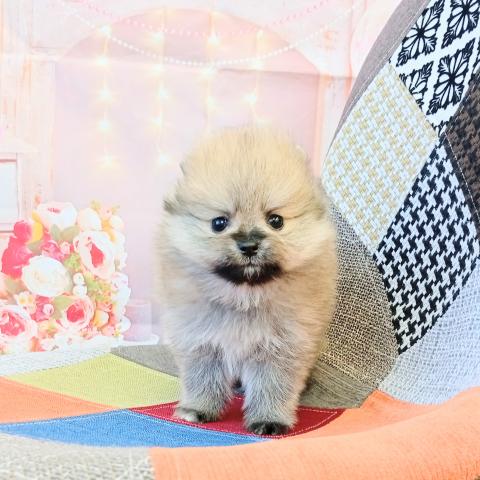 ポメラニアンの写真2