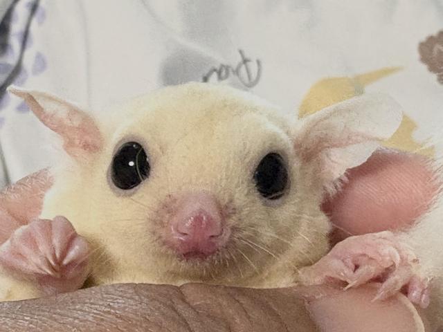 フクロモモンガ リューシ