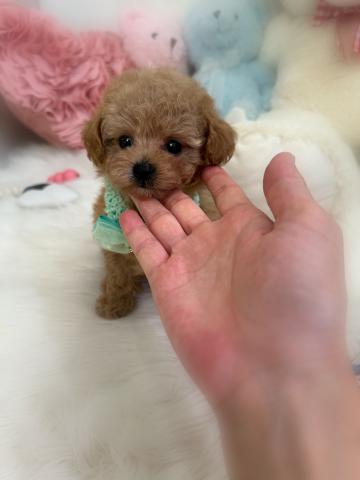 トイプードル