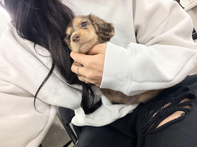 ミニチュアダックスフンド
