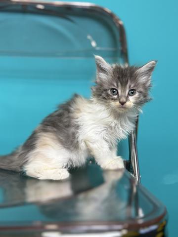 ノルウェージャンフォレストキャット3054