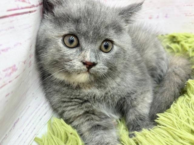 スコティッシュフォールド