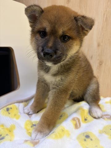 柴犬