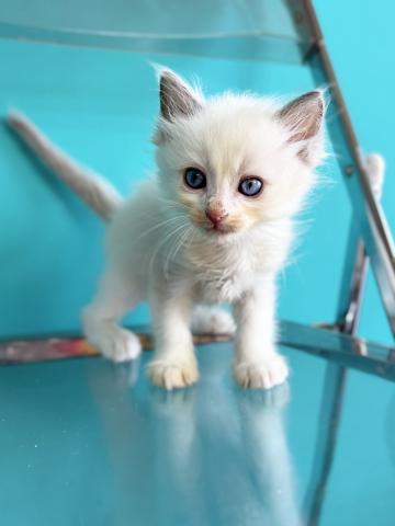ラグドール3491