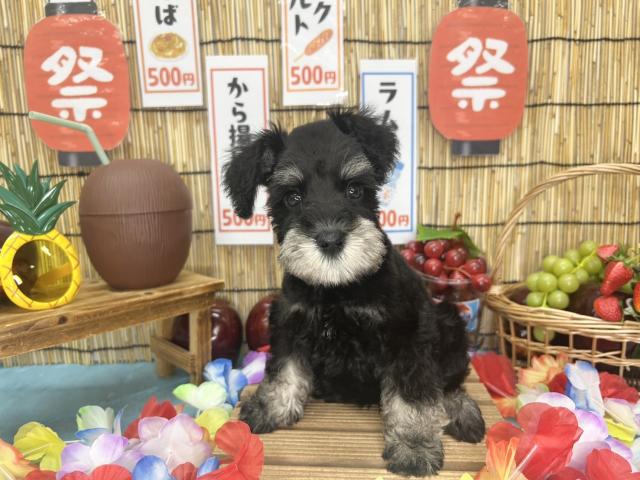 ミニチュアシュナウザー