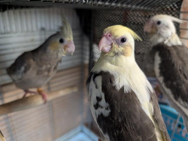 オカメインコ PFパイド