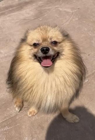 ポメラニアン