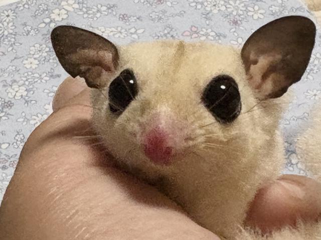 フクロモモンガ モザイクホワイトフェイス(パイドライン)
