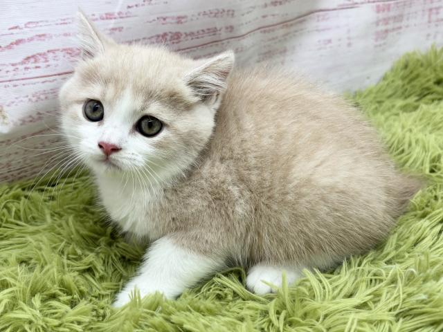 スコティッシュフォールド