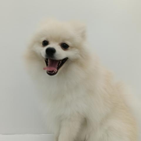ポメラニアン