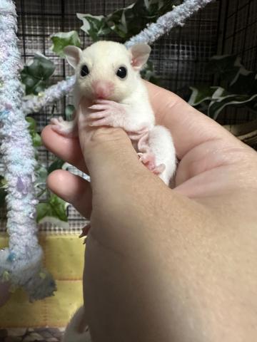 リューシスティックorモシスティック