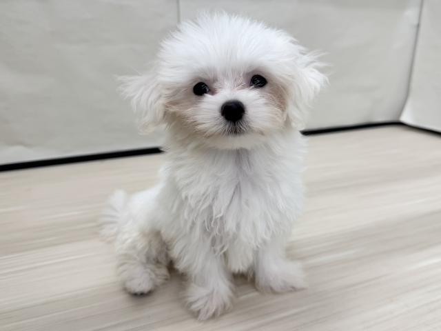 マルチーズ