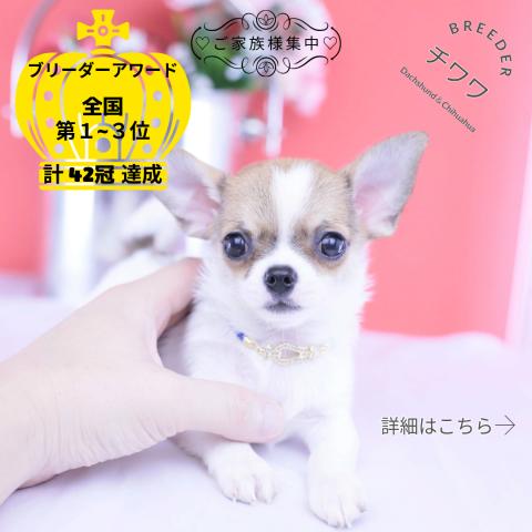 チワワ スムース