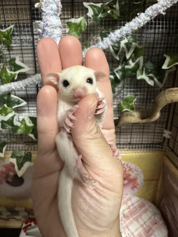 リューシスティックorモシスティック