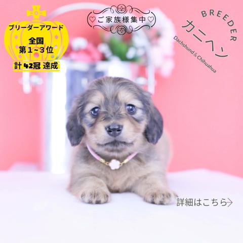 カニヘンダックスフンド　ロング