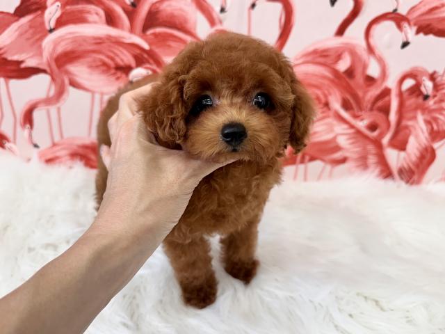 トイプードル成犬時2.0〜2.4kg予想
