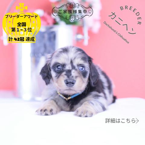 カニヘンダックスフンド　ロング