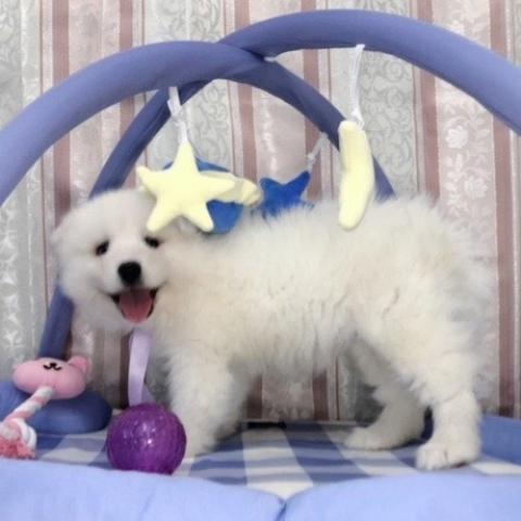 サモエド