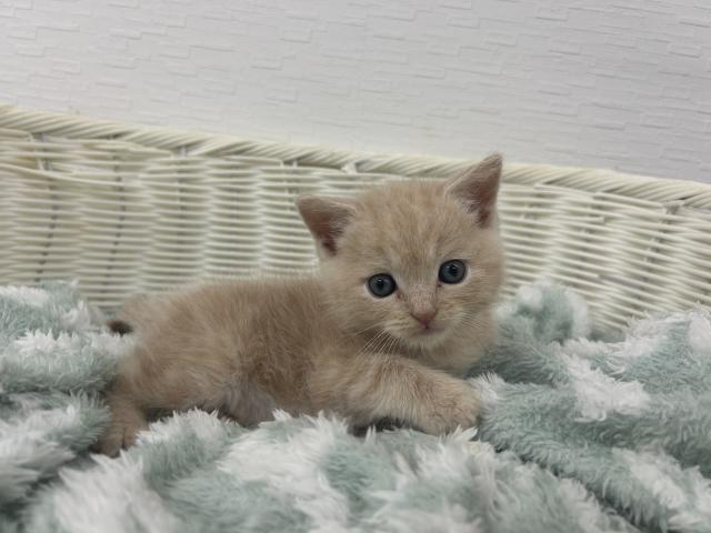 スコティッシュフォールド