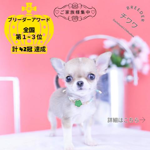 チワワ スムース