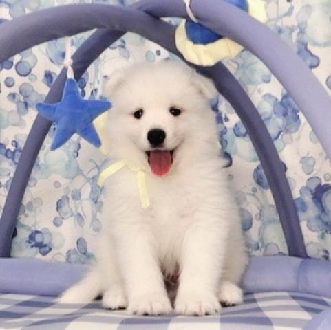 サモエド