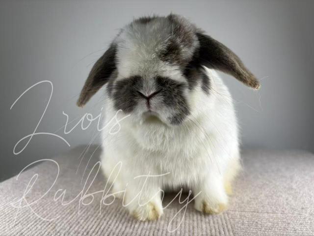 LORIS RABBITRY - KOZMIC BLUE - BUCK