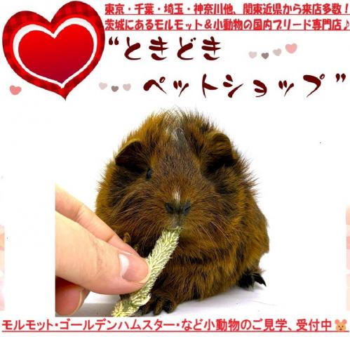 アビシニアンモルモット