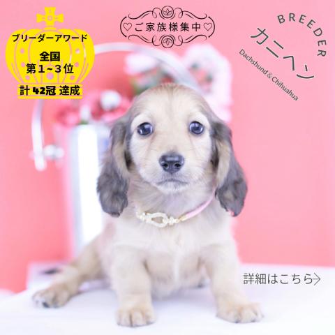 カニヘンダックスフンド　ロング