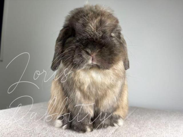 LORIS RABBITRY - SCOUT - BUCK