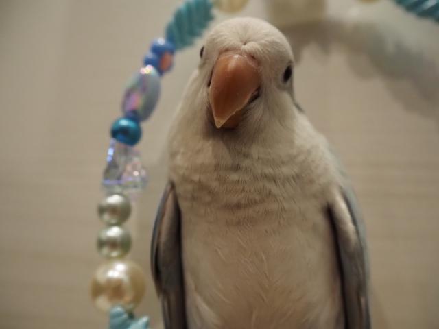 オキナインコ