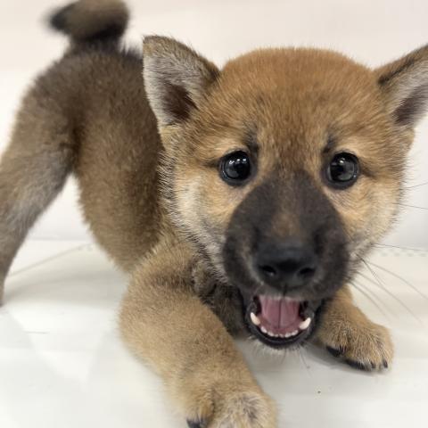 柴犬