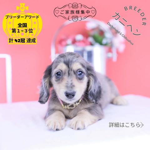 カニヘンダックスフンド　ロング