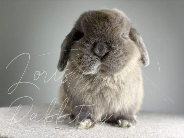 LORIS RABBITRY - D'CAPAZIO - BUCK
