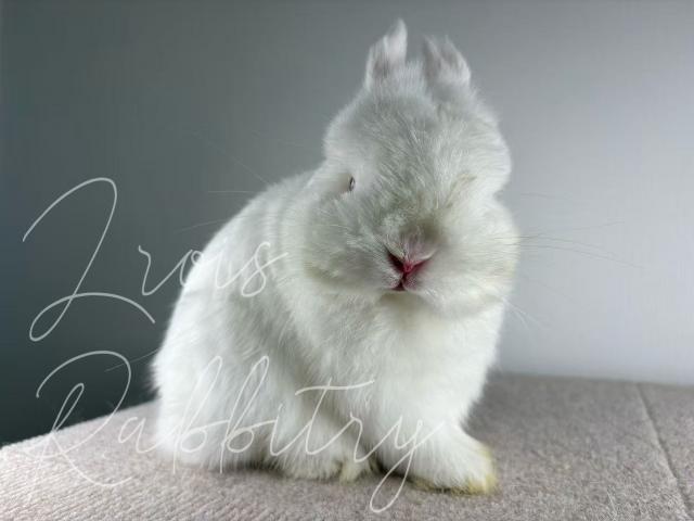 LORIS RABBITRY - L1 ZAO -BUCK