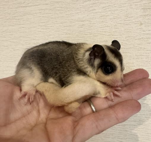 フクロモモンガ フクロモモンガ(モザイク)