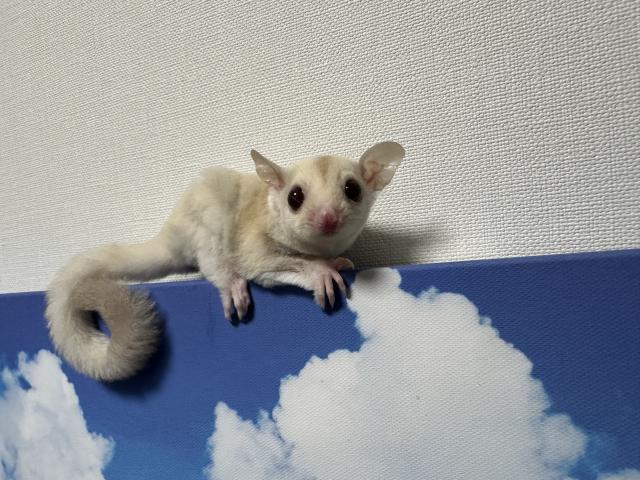 クリミノhetリューシ男の子《特別価格》