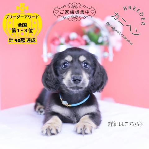 カニヘンダックスフンド　ロング