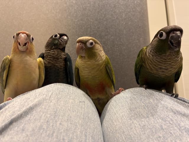 ウロコインコ
