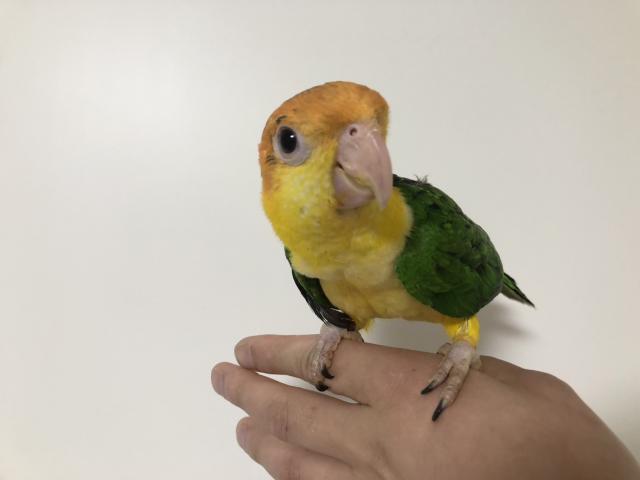 シロハラインコの写真（愛知県）