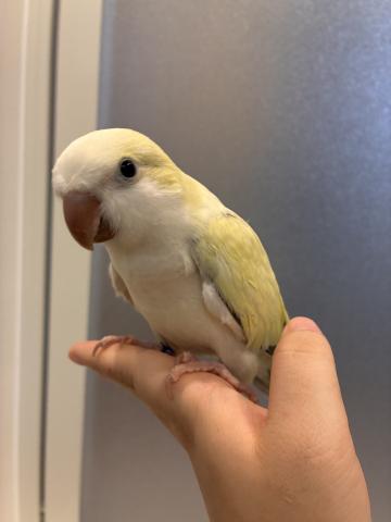 オキナインコ