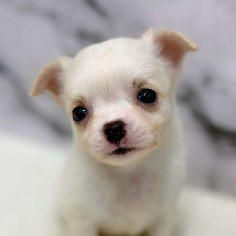 チワワ(ロングコート)【動画あり】つぶらな瞳のチワワちゃん!