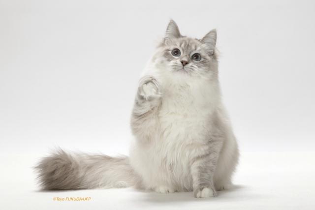 CatteryAnnaPerenna
