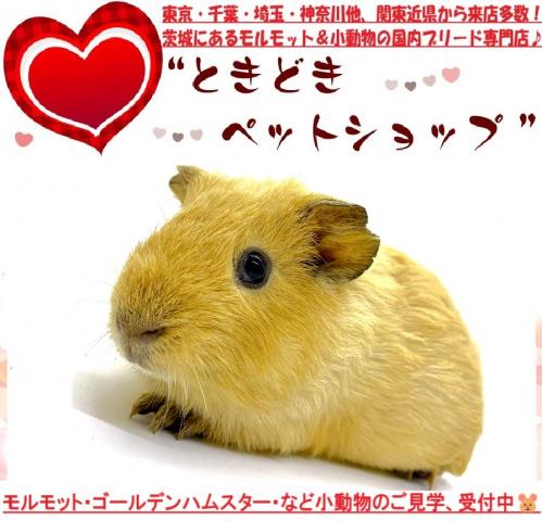 イングリッシュモルモット