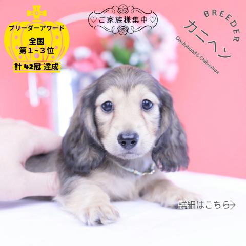 カニヘンダックスフンド　ロング