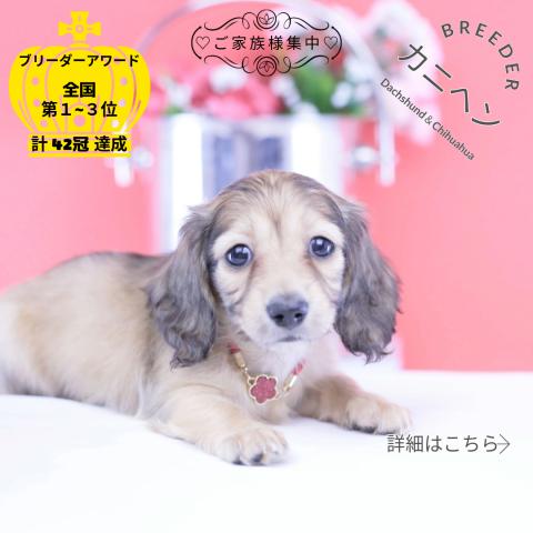カニヘンダックスフンド　ロング