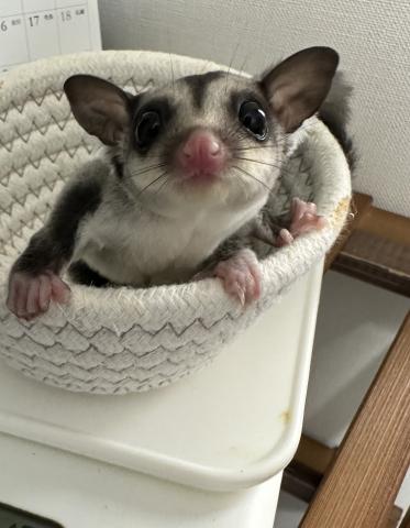 ノーマルhetクリミノ男の子