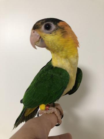 シロハラインコ